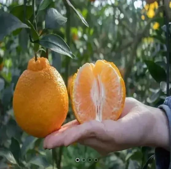 한라봉 4kg 로얄 중대과 1