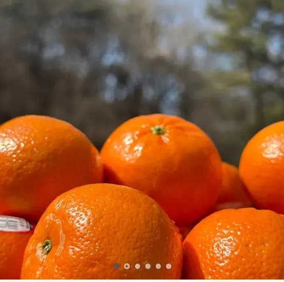 고당도 미국산 만다린 귤kg (7,900원/무료)1