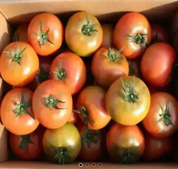 국내산 완숙 찰 토마토 2kg 중소과 (7,440원/무료)