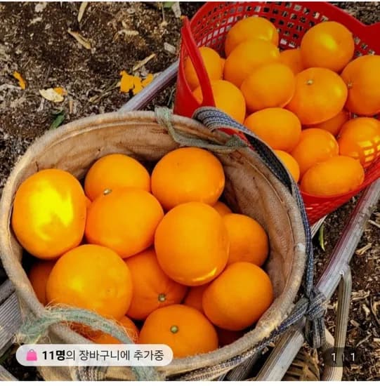 제주 13brix당도선별 천혜향 2kg (12,800원/무료)