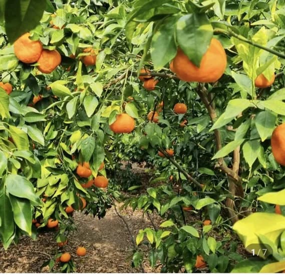 제주 윈터프린스 만감류 중과 2kg (19,000원/무배)