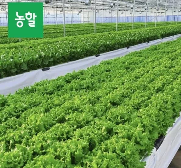 샐러드채소 1kg (6,730원/무료)