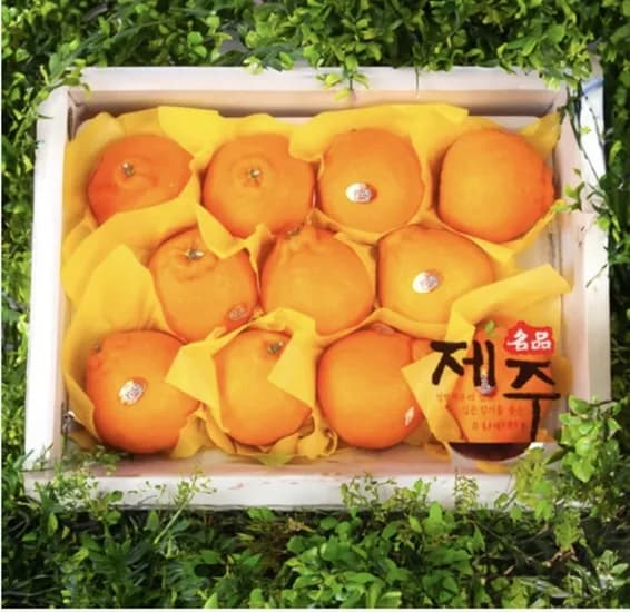 한라봉 선물 세트 3kg 특 과내 (14,900원/무료)12