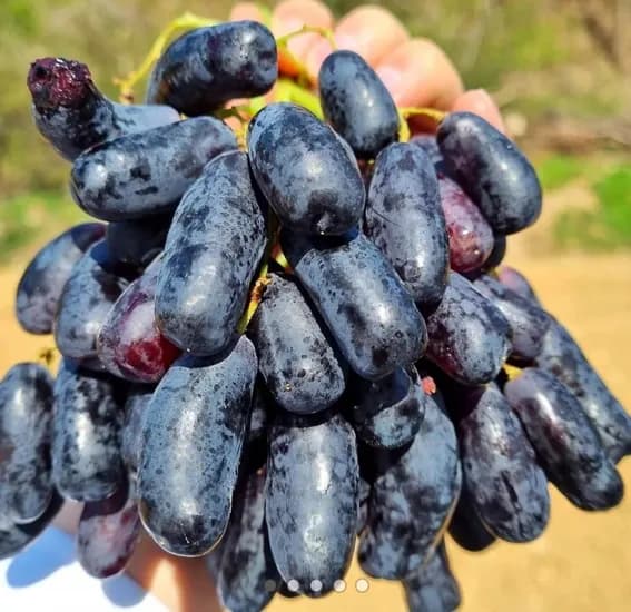 고당도 블랙사파이어 포도 1kg (10,900원/무료)