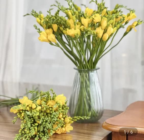 프리지아 생화 0송이 (9,950원/무료)2