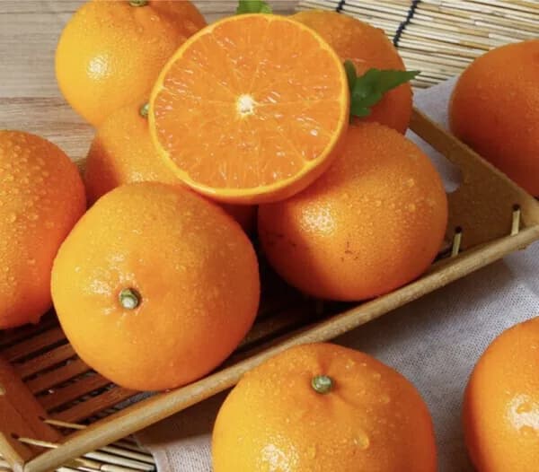 B컷 고당도 천혜향 4kg (유클 5,980원/무배)1