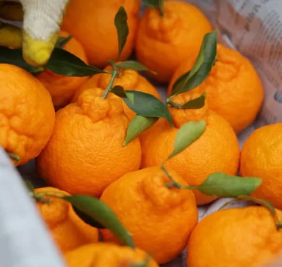 한라봉 4.5kg 가정용 소과 (21,510원/무료)