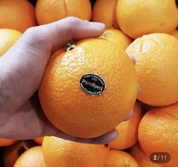 블랙라벨 네이블 오렌지 중소과 5과 (7,900원/무료)