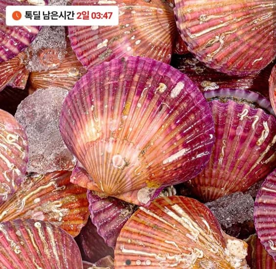 통영 홍가리비3kg (7,900원/무료)