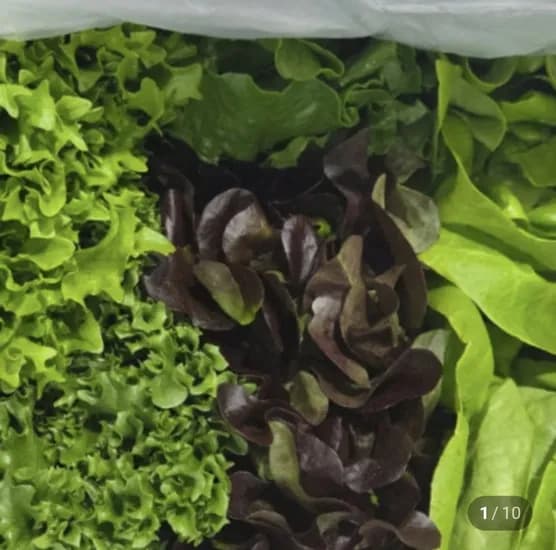 유러피안 샐러드1kg (7,900원/무료)