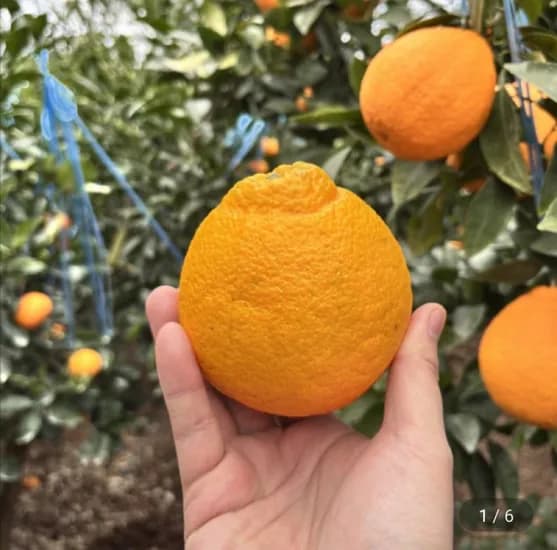 노지 한라봉 실중량 4.5kg (유클 5,980원/무료)1