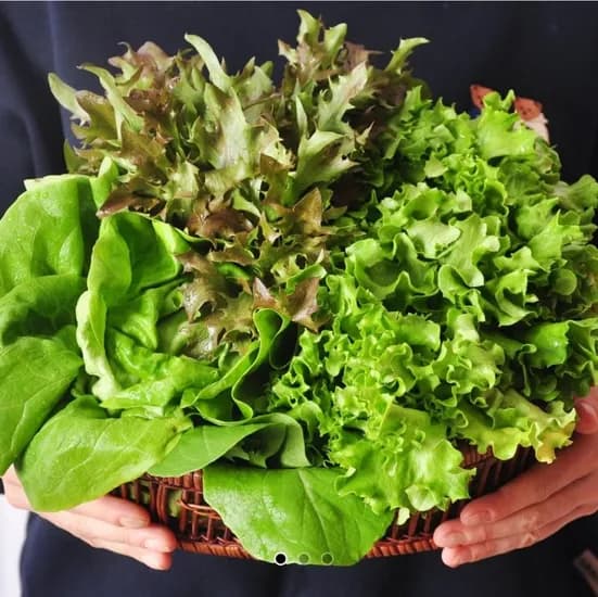 샐러드채소 1kg (6,270원/무료)