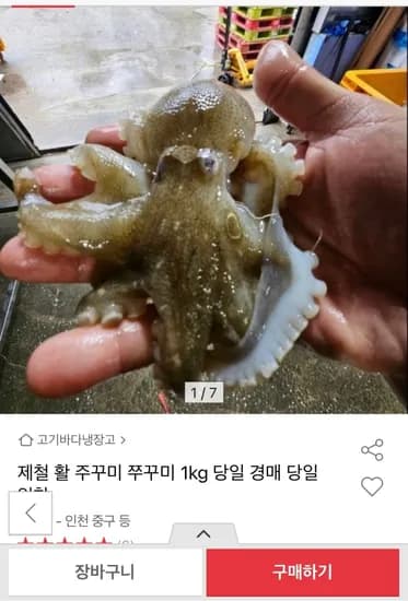 제철 활 쭈꾸미 1kg (29,950원/무배)