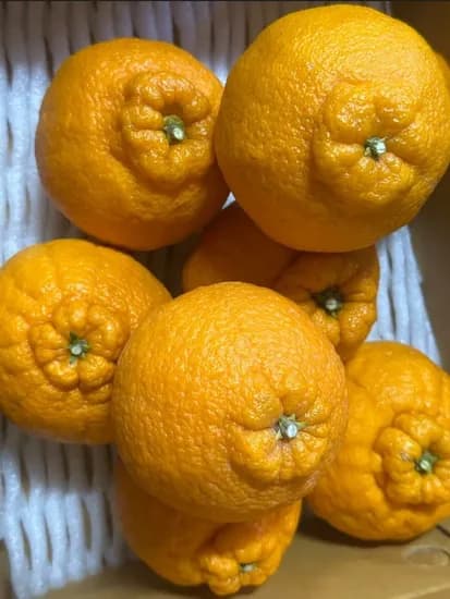 제주 산지직송 한라봉 중소과 10kg (2,800원/무료배송)8