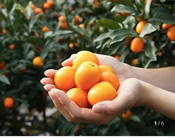 제주 금귤 낑깡 특과 1kg~ (11,600원~/무료)