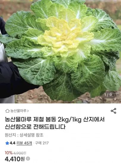 제철 봄동 2kg (6,410원/무배)