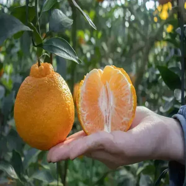 한라봉 4kg 로얄 중대과 20과내외 (15,780원/무료)