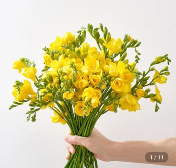 프리지아 20줄기 + 보존제 증정 (7,990원/무료)