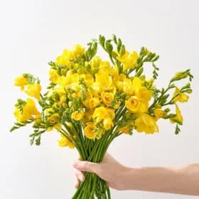 보존제 증정 특가 프리지아 가장 먼저 피는 봄꽃 생화 프리지아 튤립 꽃다발 (9,400원 / 무료)