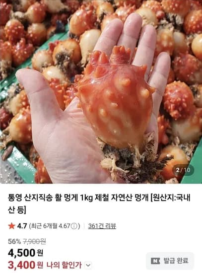 통영 활멍게 2kg 대사이즈