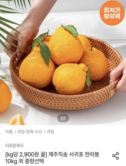 제주직송 서귀포 한라봉 10kg (27,970원/무료)
