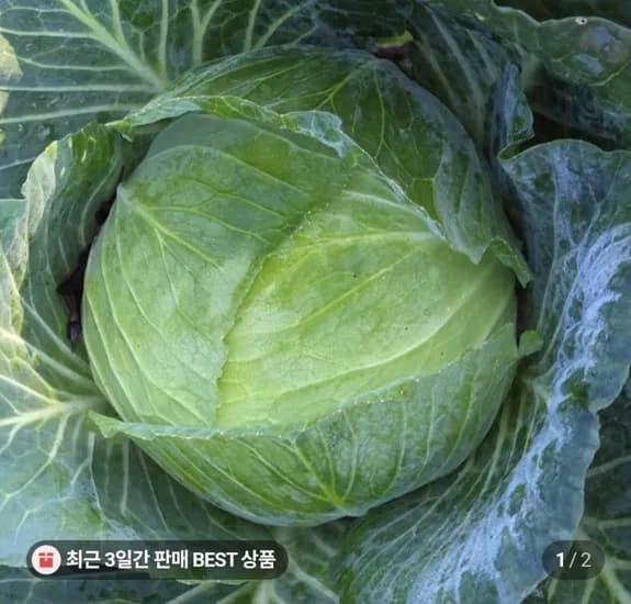 제주 양배추 3kg (5,00원/무배)9