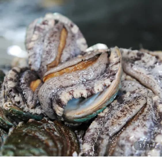 완도 참전복 대왕특대 7미 1kg +손질칼증정 (2,970원/무료)3