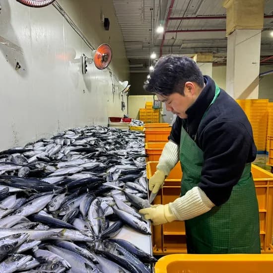 국내산 자반고등어 10미 2.8kg