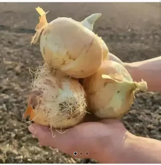 양파 5kg 중대사이즈 (6,360원/무료)