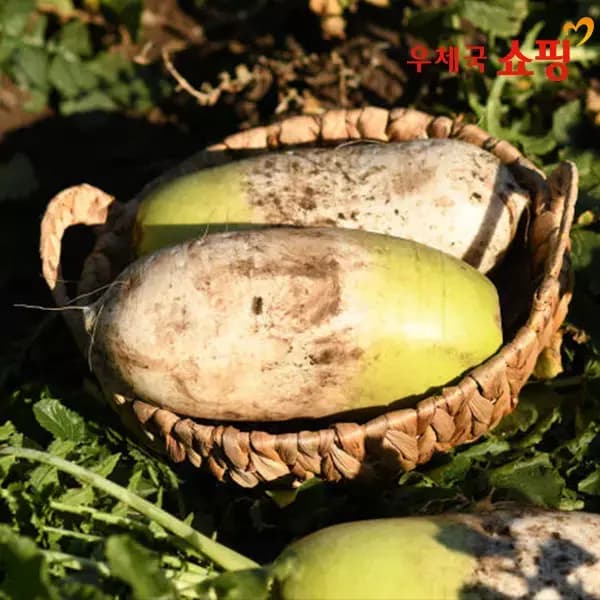 국내산 해풍맞은 무안 황토밭 단단하고 아삭한 무우 3kg,5kg (4,940/무료)