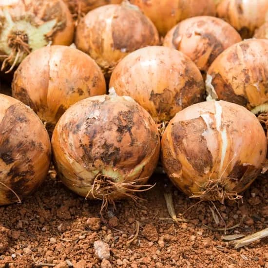 경북 의성 양파 5kg (7,500원/3,000원)