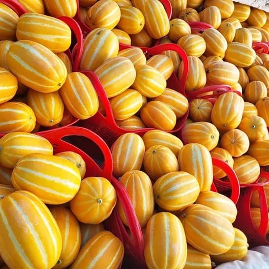 성주 참외 못난이 2kg 혼합 (3,900원/무료)1