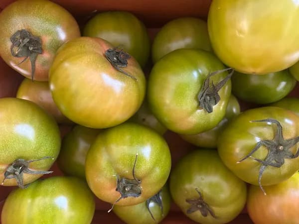 대저토마토 2.5kg 가정용, 특품 (5,500원~/무료)1