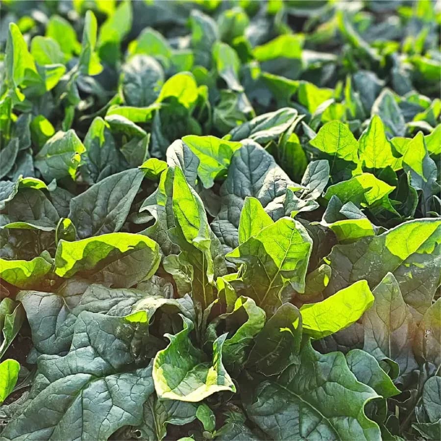 남해 보물초 시금치 2kg (9,900원 / 무배)