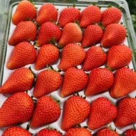 논산 설향딸기 특 00g (9,950원/무배)7