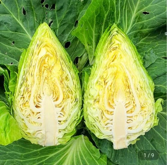 제주 꼬깔 양배추 가정용 5kg(15,470원/무료)