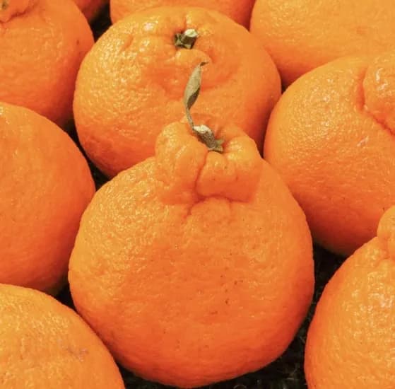 제주도 고당도 정품 한라봉 대과 5kg (24,900/무료배송)