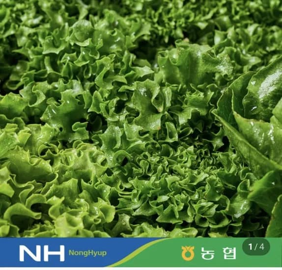 유러피안 샐러드 1kg