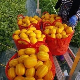 다담농산 성주참외 3.5kg 혼합과 포장재포함(16,990원/무료)