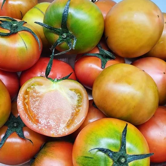 대저토마토 2.5kg 로얄과 (15,800원/무료)