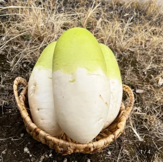 국내산 제주 월동무 10kg (7,500원/무료)