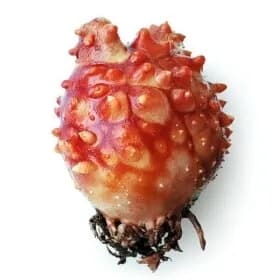 통영산 활 멍게 2kg 15~19미 (12,960원/무료)