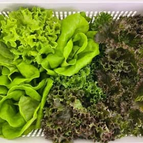 당일수확 유러피안 모듬 쌈채소 1kg (6,970원/무료)