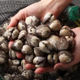 국내산 남해안 새꼬막 3kg (8,510원/무료)