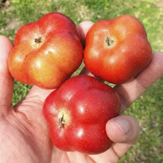 국내산 영주 별사과 1kg 소과 (8,800원/무료)
