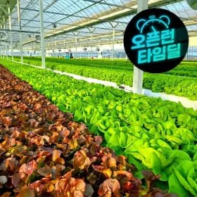 산지직송 익산 유러피안 채소 쌈채소 1kg (유클 5,390원/무료)