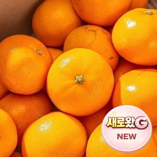 최대1brix 상큼달콤 제주 천혜향 // 5kg 정품 26-38과내외(24,700/무료)6