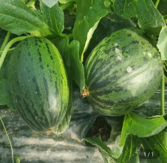 파파야멜론 2kg 3~과 내외 (유클 18,560원/무료)7