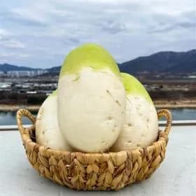 제주 월동 세척무 10kg (8,930원/무배)