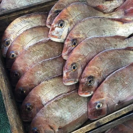 국내산 자연산 참돔 2미 (3,680원/무료)1